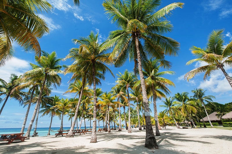 リゾート内に生い茂る椰子の木が南国の雰囲気を演出