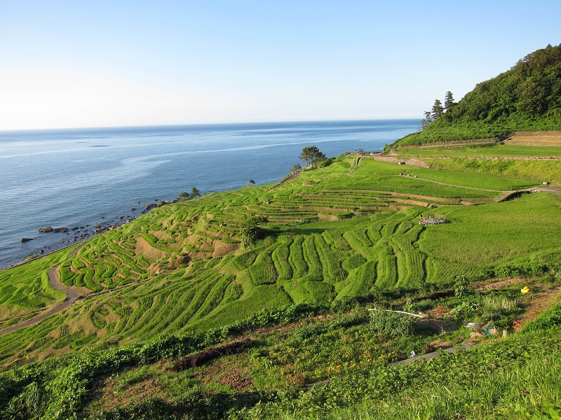 白米千枚田